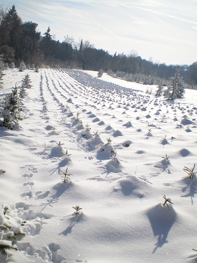 alberi di natale